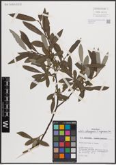 Foto von Salix eleagnos Scop. x Salix nigricans Sm.